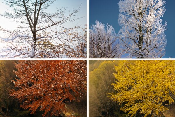 Taşınma İşlemi İçin En İdeal Mevsim Hangisi?